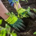 Garden Fertilizer
